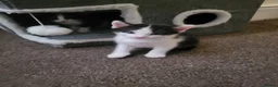 Mixed Breed cats for sale: 3 male black and white kittens 😸  - Advert 4