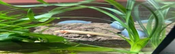 Axolotl reptiles for sale: Juvenile albino axolotl - Advert 3