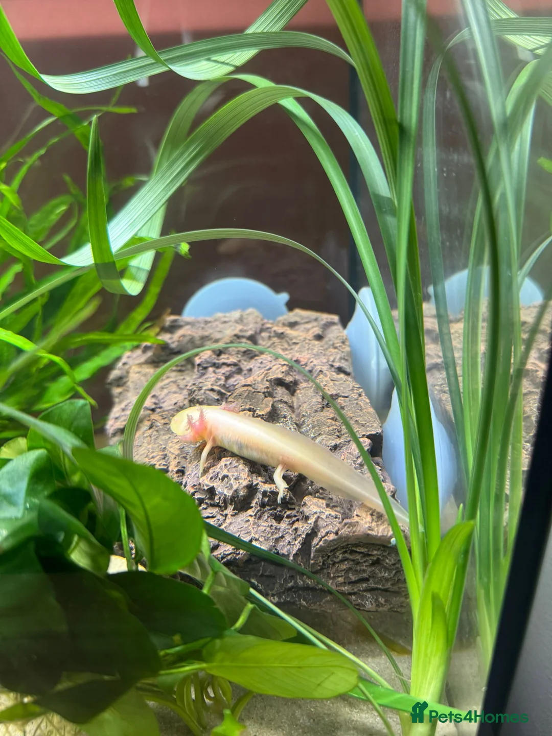 Axolotl reptiles for sale: Juvenile albino axolotl - Advert 3