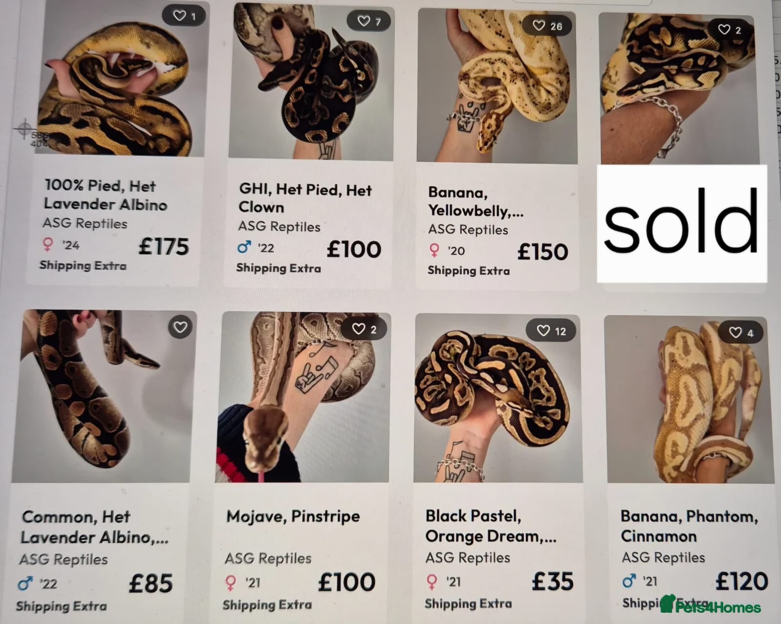 Python Snake reptiles Various ball (royal) pythons. - Advert 7