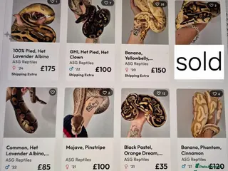 Python Snake reptiles Various ball (royal) pythons. - Advert 7