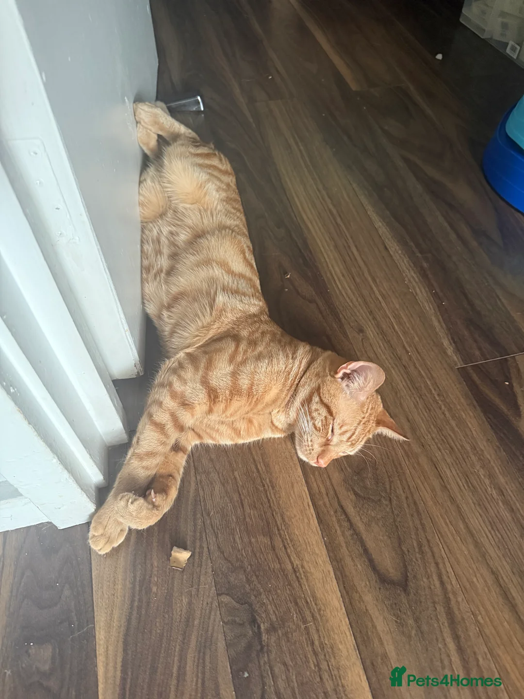 American Shorthair cats for sale: Gorgeous 15-Month-Old Ginger Cat - FREE in London - Advert 2