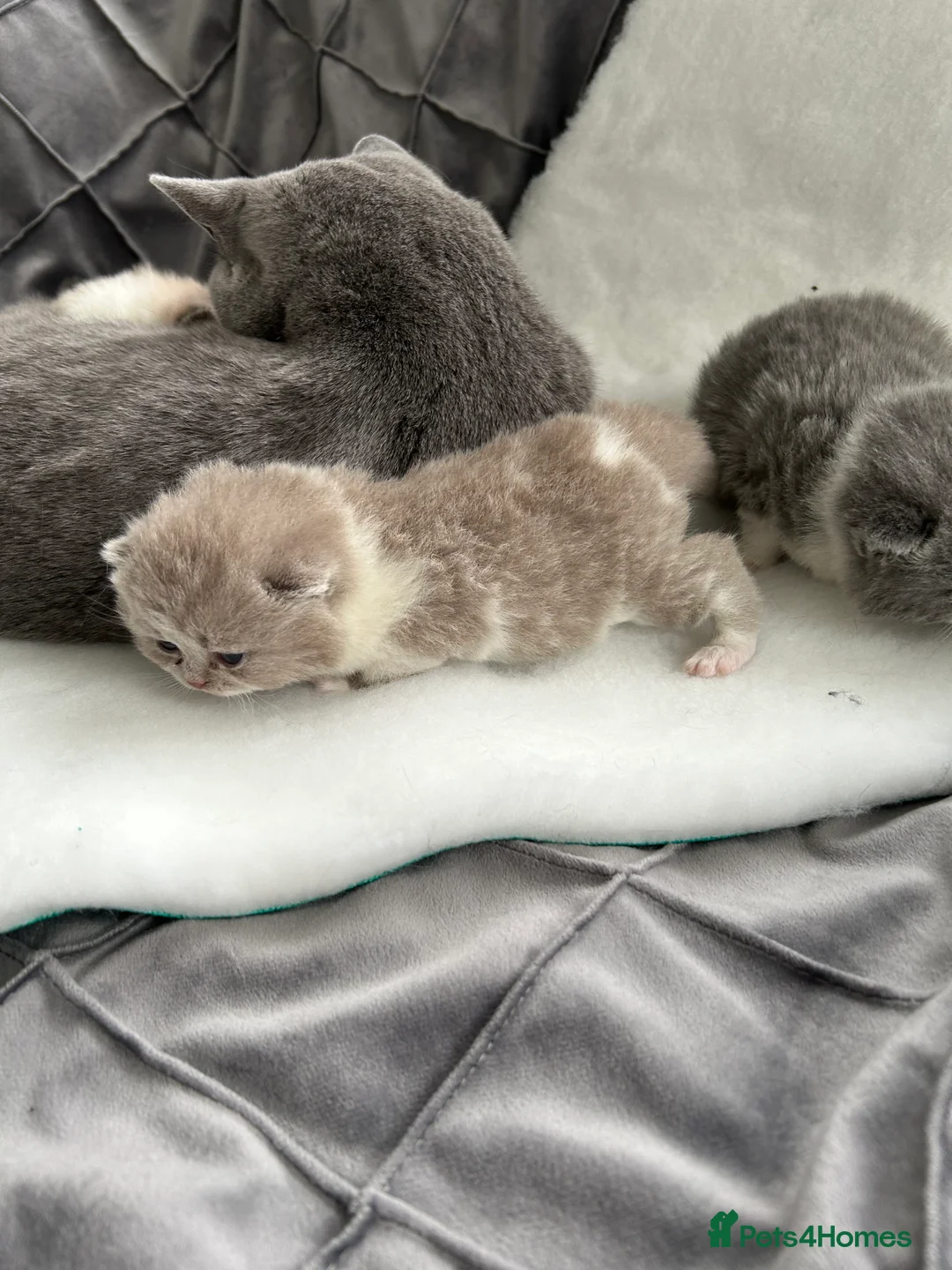 British Shorthair cats for sale: BRITISH SHORTHAIR KITTENS (registered) - Advert 8