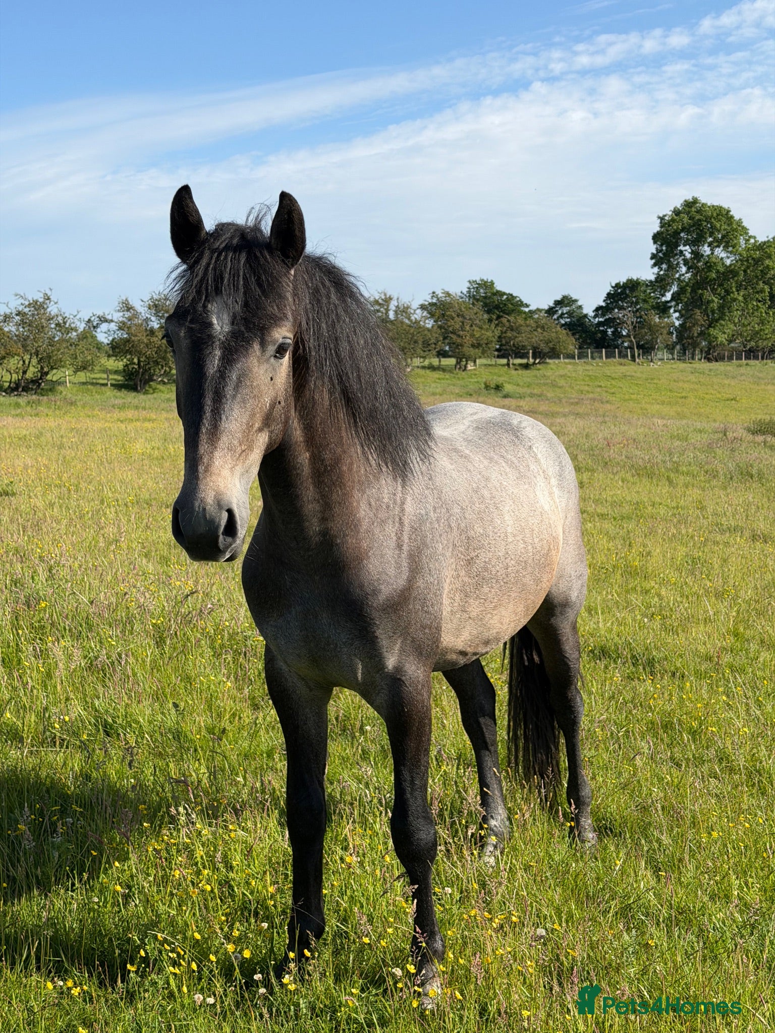 Connemara horses Llynhelyg wizard  - Advert 1