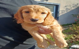 Cockapoo dogs for sale: Gorgeous cockapoo puppies F1B - Image 18