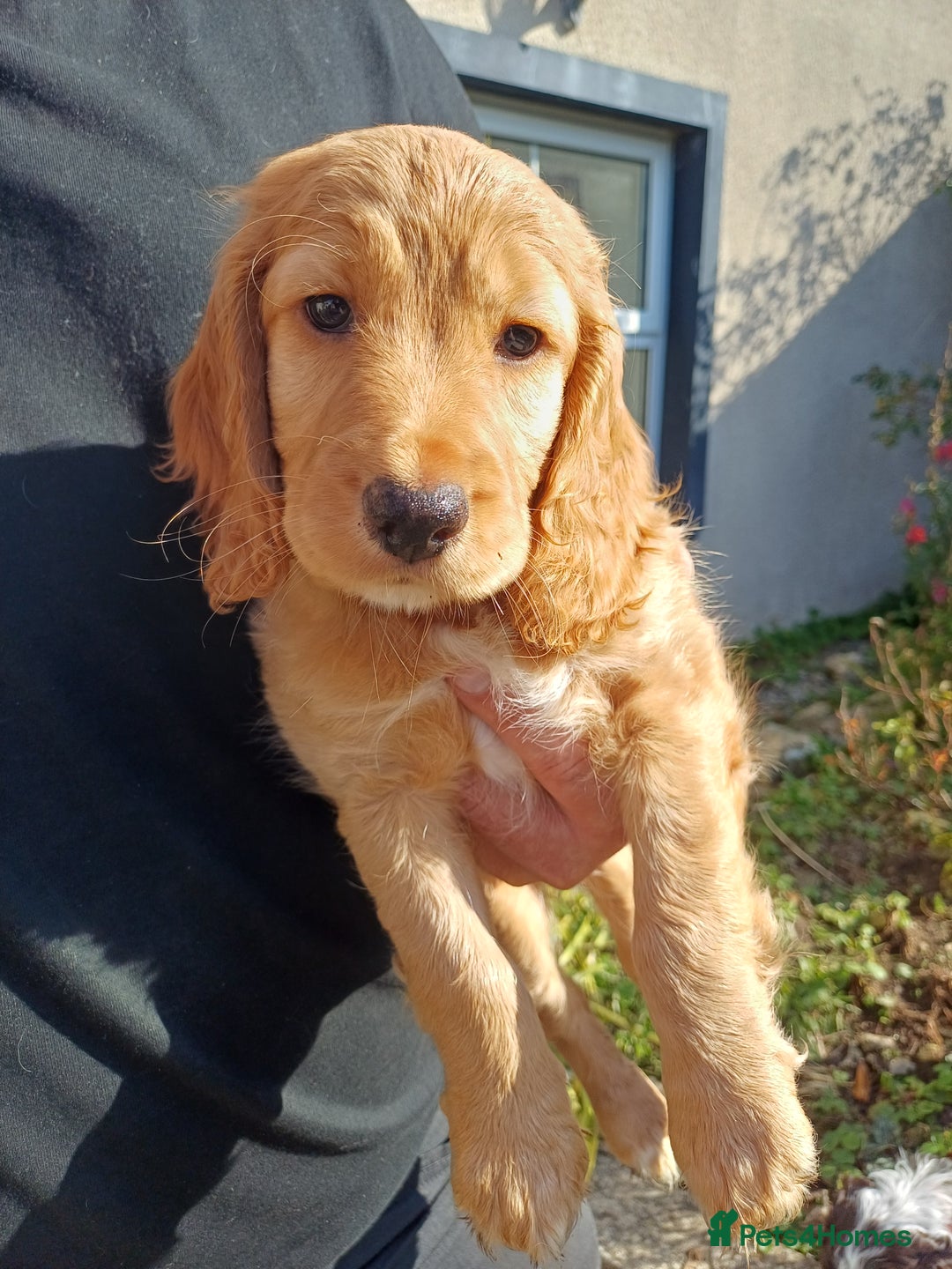 Cockapoo dogs for sale: Gorgeous cockapoo puppies F1B - Image 18
