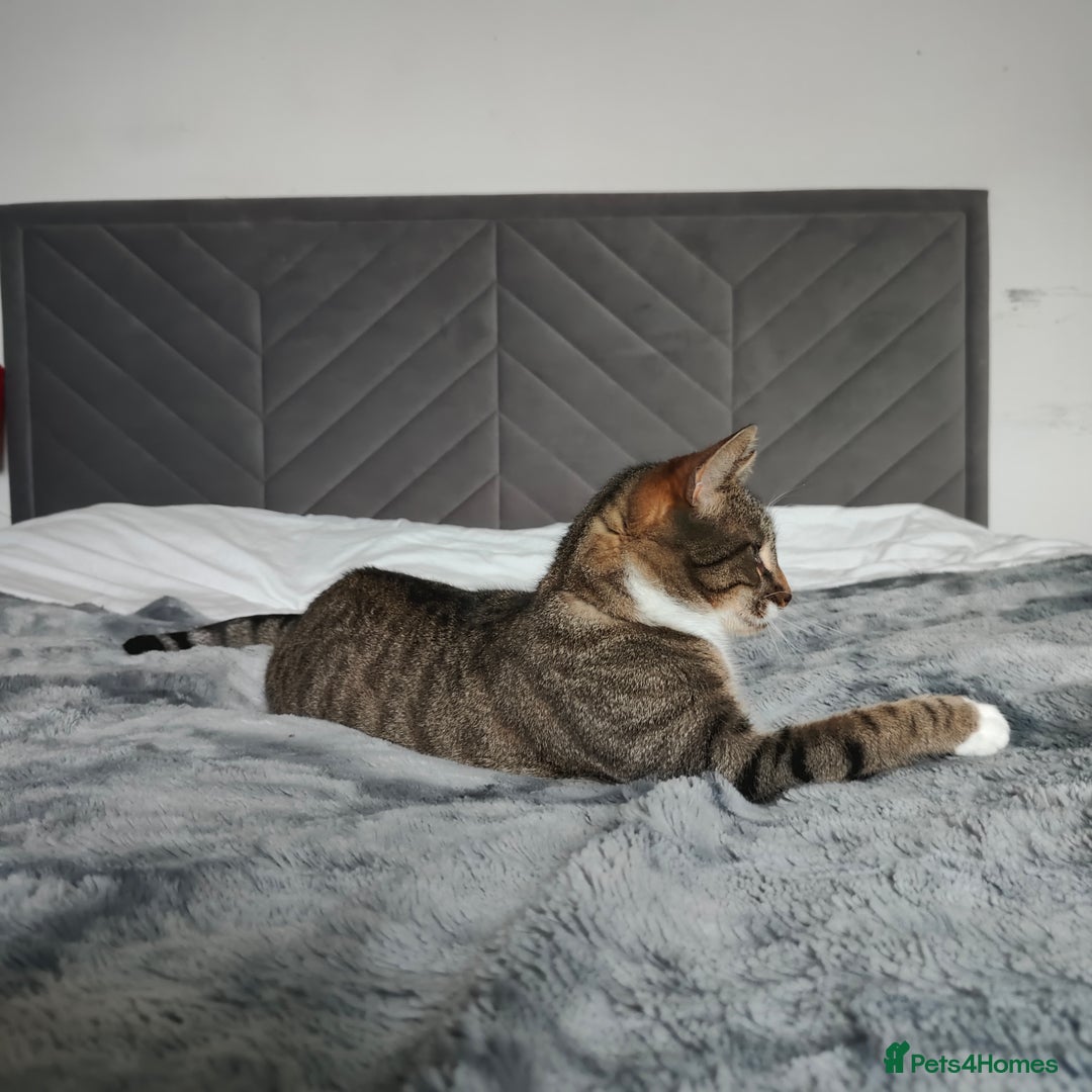 Mixed Breed cats for sale: Bengal Mix cat  - Advert 3