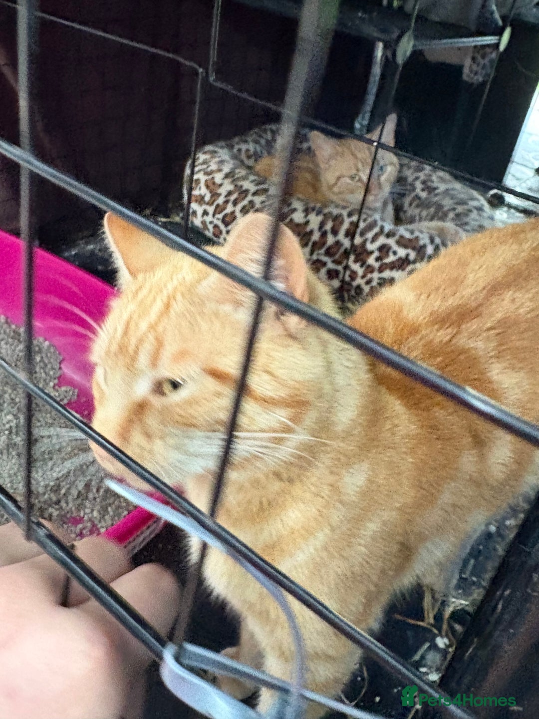 Domestic Shorthair cats for sale: Rimber and simba, our ginger rescues 🧡 - Image 9