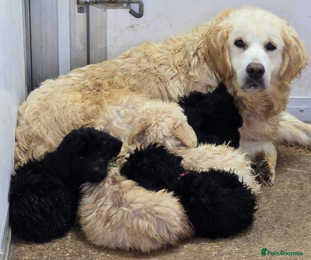 Mini Goldendoodle dogs for sale: 5 beautiful healthy goldendoodle F1 - Image 6