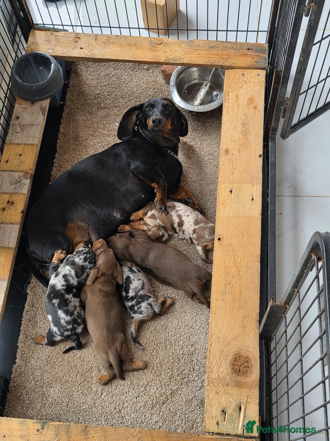 Miniature Dachshund dogs for sale: 3 Beautiful miniature dachshund pups - Advert 8