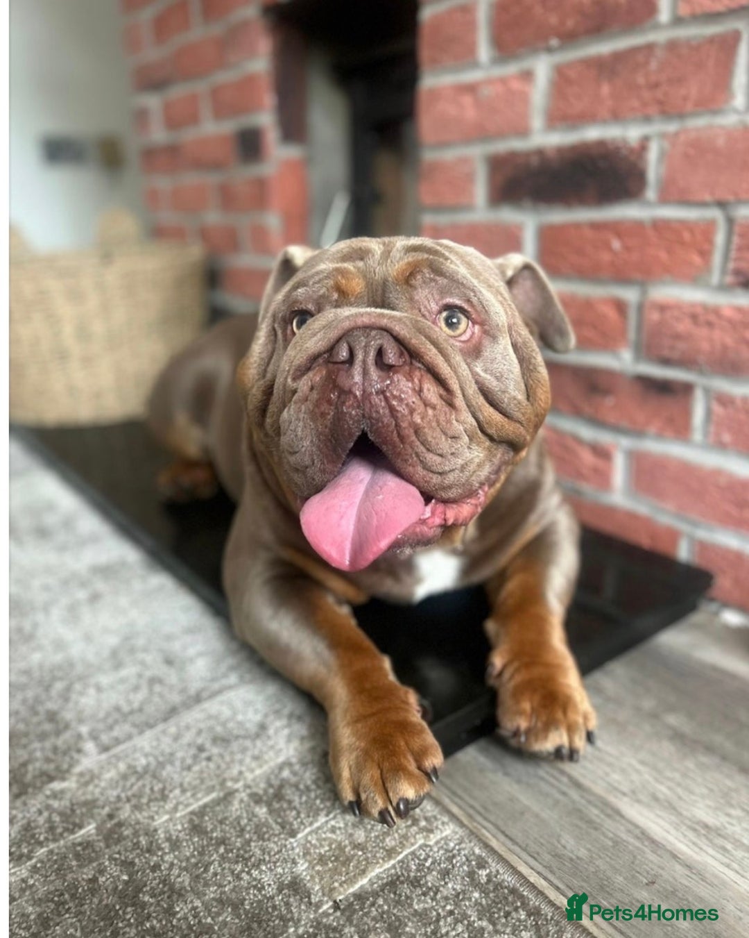 English Bulldog dogs for sale: Male English Bulldog - Advert 1