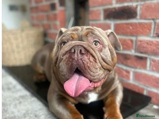 English Bulldog dogs Male English Bulldog - Advert 2