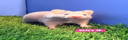 Hamster rodents for sale: Syrian Hamster Babiy Males Females Boy Girl - Advert 14