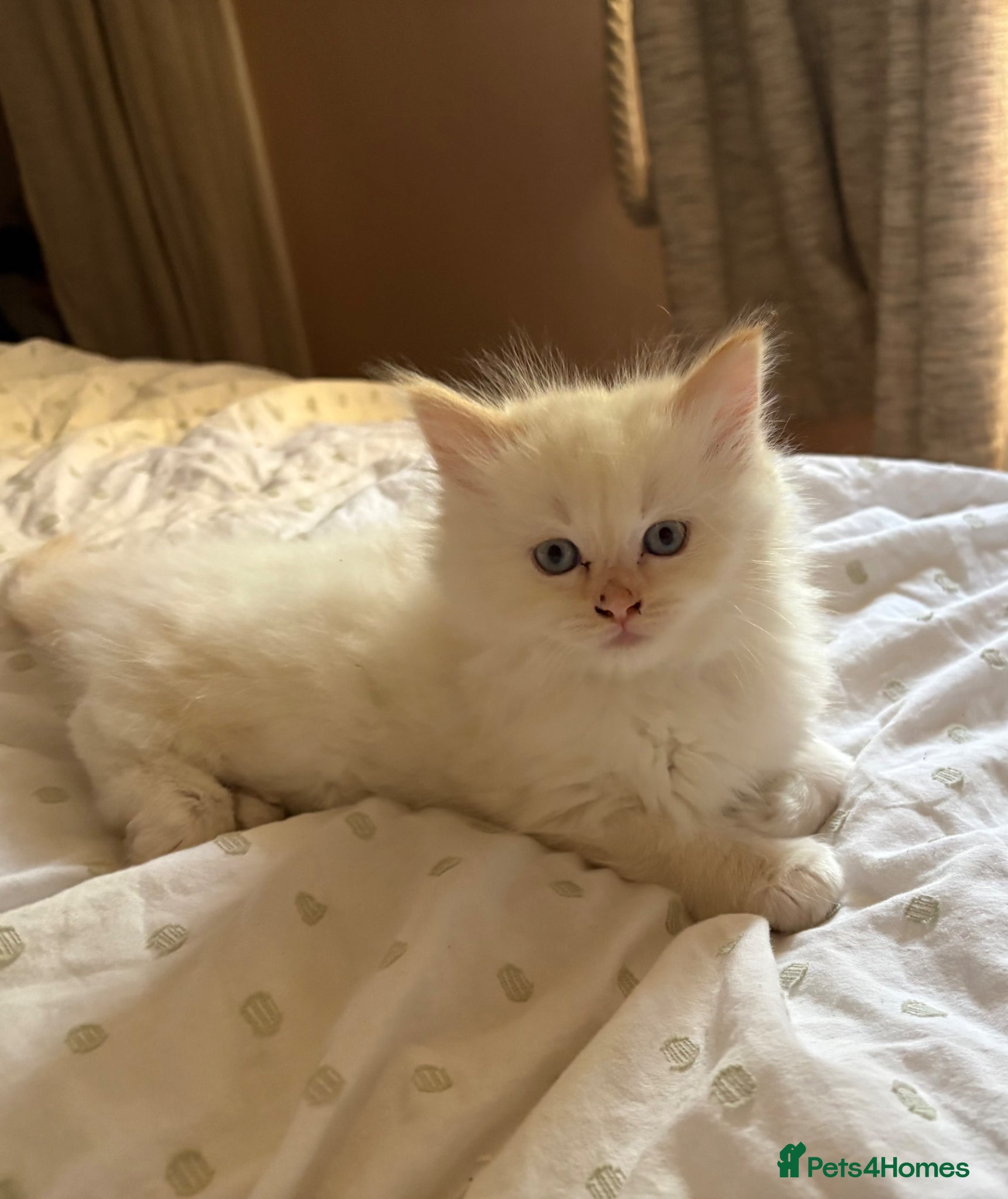 Ragdoll cats Male Flame point ragdoll ready to leave now  - Advert 2