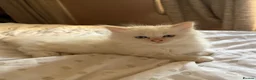 Ragdoll cats for sale: Male Flame point ragdoll ready to leave now  - Advert 1