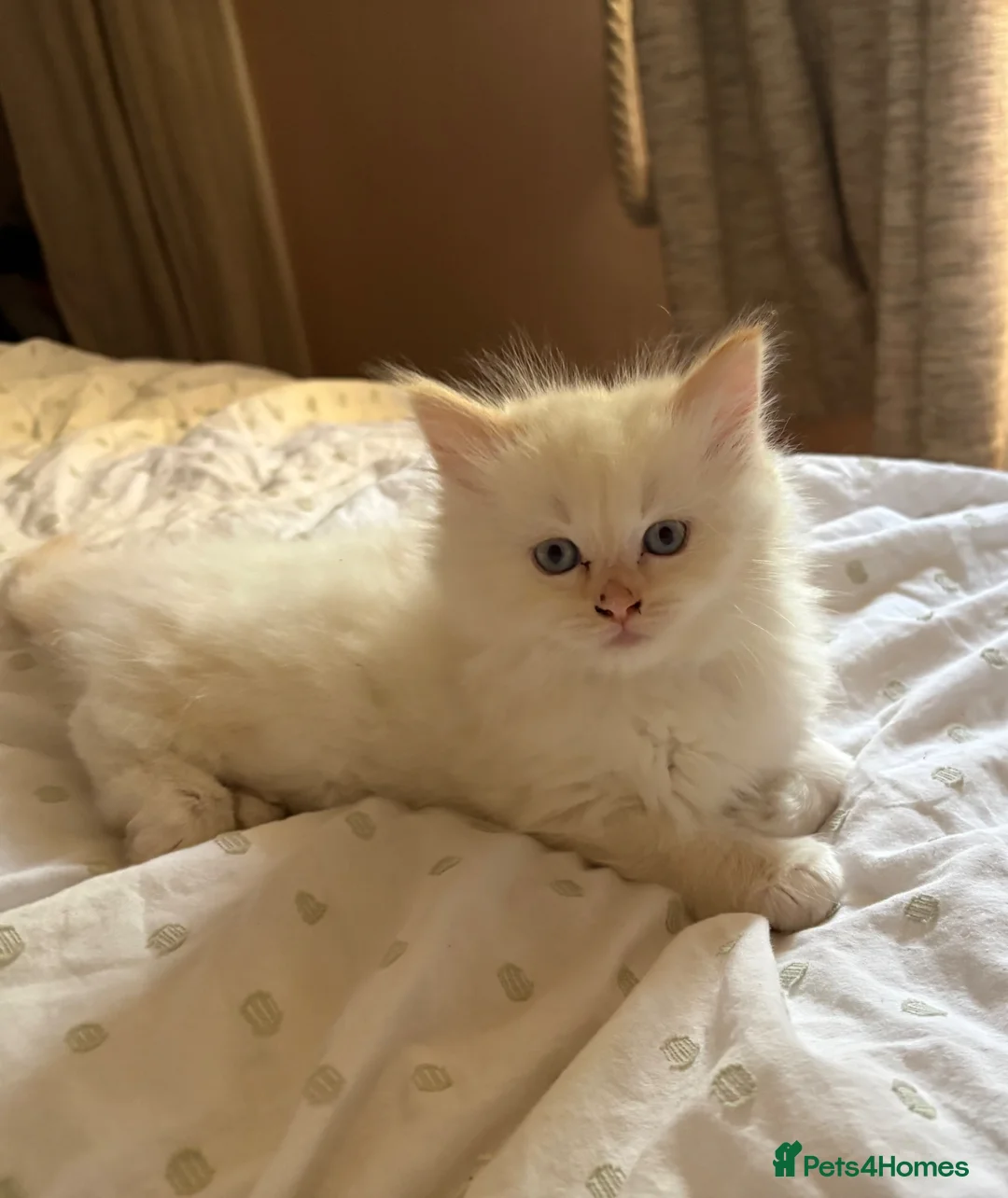 Ragdoll cats for sale: Male Flame point ragdoll ready to leave now  - Advert 1