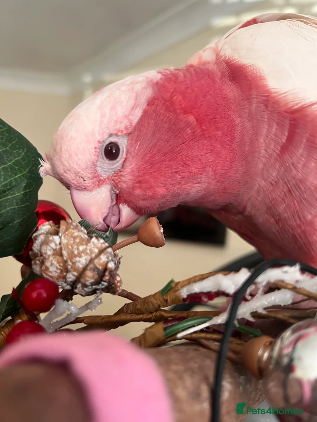 Parrots birds for sale: Rare Galah Lutino male  - Advert 2