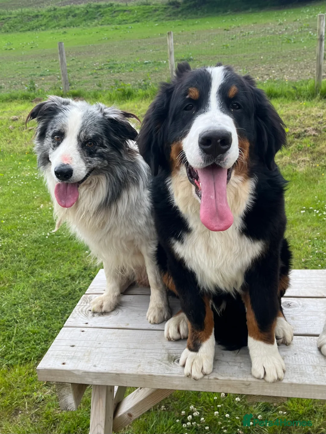 Bernese Mountain Dog dogs for stud: KC Reg Imported Bernese Mountain Dog Stud - Advert 4