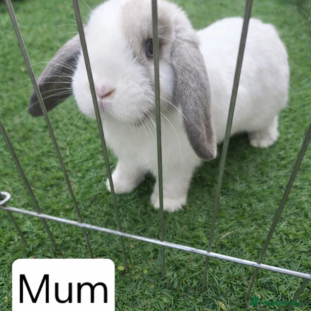 Mini Lop rabbits for sale: Purebred Mini Lop Bunnies - Advert 5