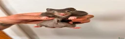 Hamster rodents for sale: Baby syrian hamsters  - Advert 10
