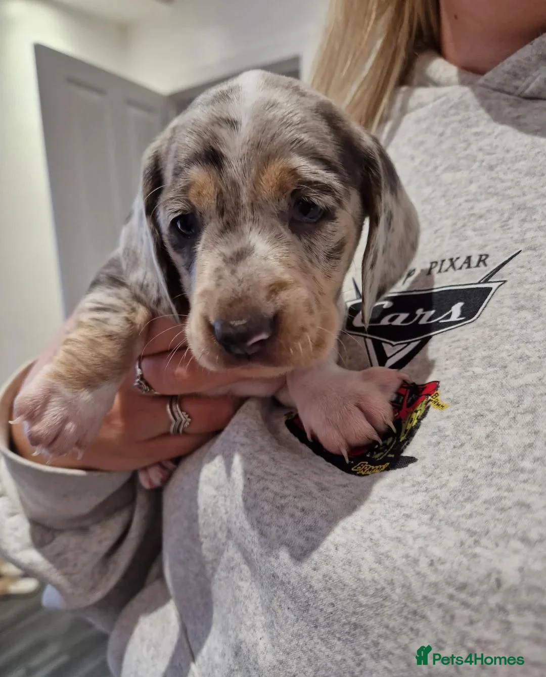 Miniature Dachshund dogs for sale: Premium Miniature Dachshund Puppies in Dumfries - Advert 17