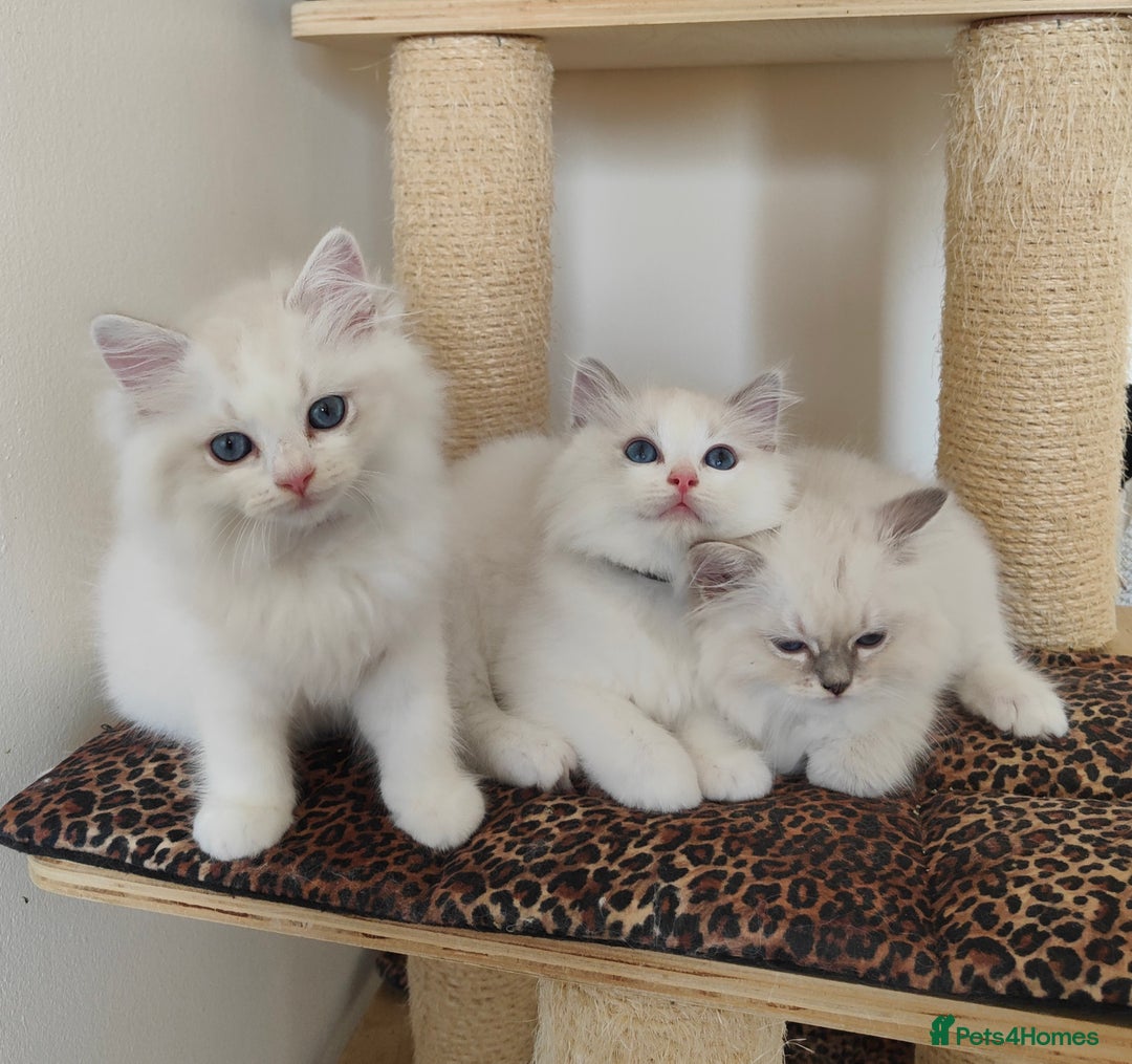 Ragdoll cats for sale: GCCF REGISTERED EUROPEAN LINE RAGDOLL KITTENS  - Image 32