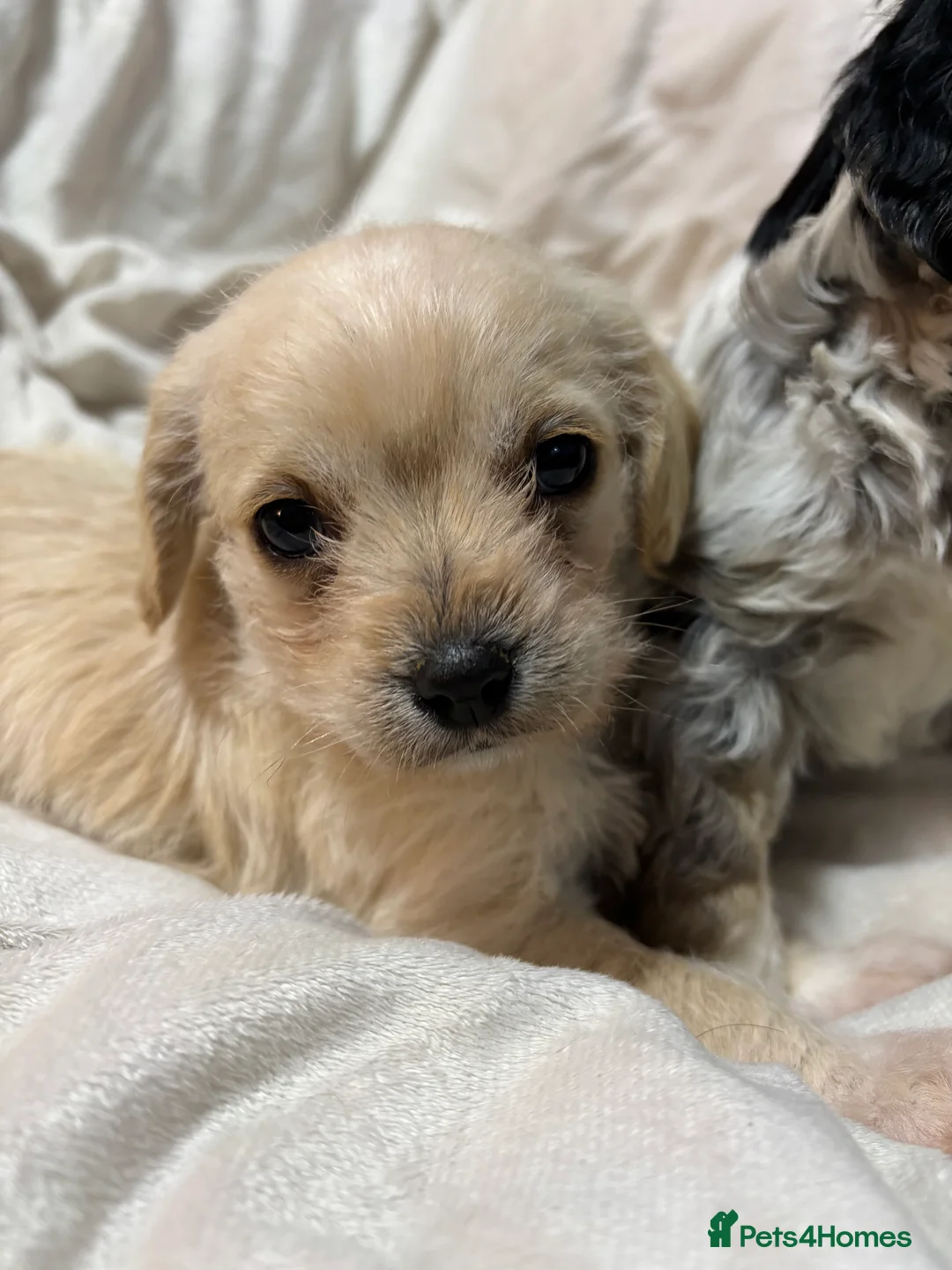Cavapoo dogs for sale: Gorgeous Cavapoo Pups - Advert 4