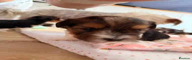 Yorkshire Terrier 3