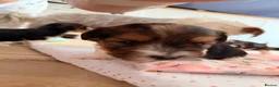 Yorkshire Terrier dogs for sale: Beautiful Tri-Colour Biewer Yorkshire Terrier Pupp - Advert 3