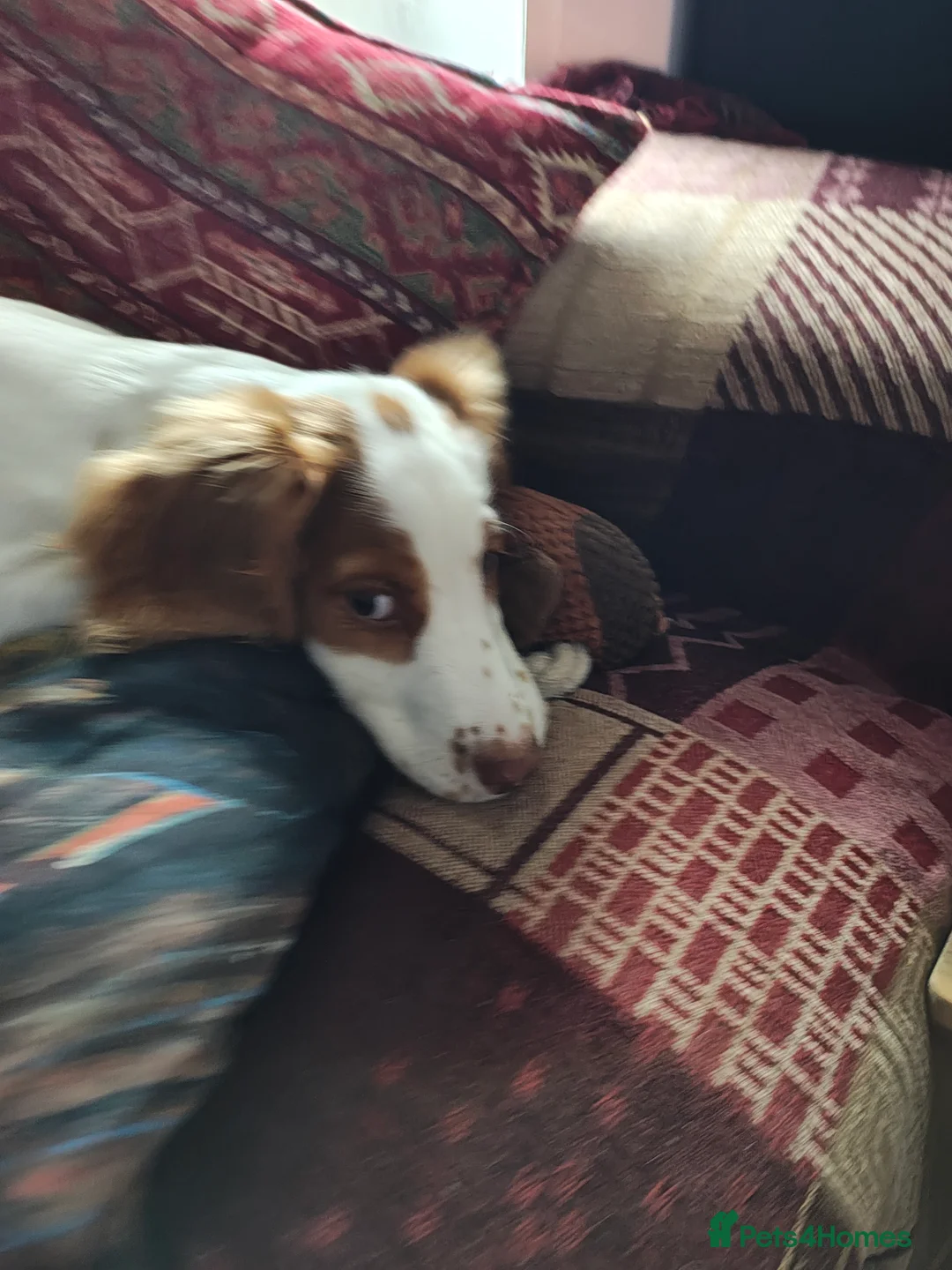 Sprocker dogs for sale: Sprocker Spaniel  - Advert 2