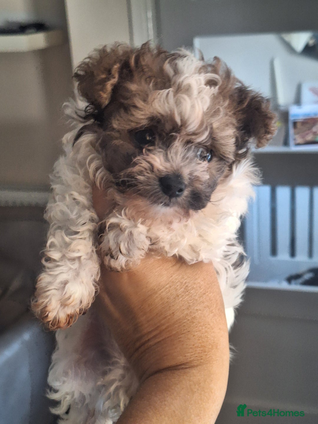 Mixed Breed dogs for sale: CHICHON MALE PUP *READY NOW  - Image 3
