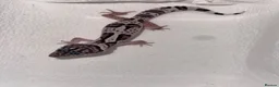 Leopard Gecko reptiles for sale: Leopard geckos 🦎  - Advert 2