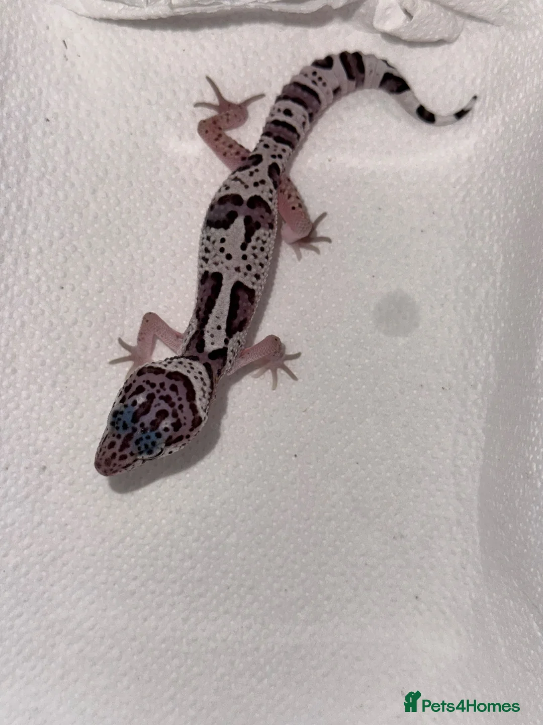 Leopard Gecko reptiles for sale: Leopard geckos 🦎  - Advert 2
