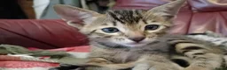 Bengal cats for sale: 4x Girls & 4x Boys – Stunning Bengal cross Kittens - Advert 14