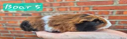 Guinea Pig rodents for sale: Ready to reserve  - Advert 5