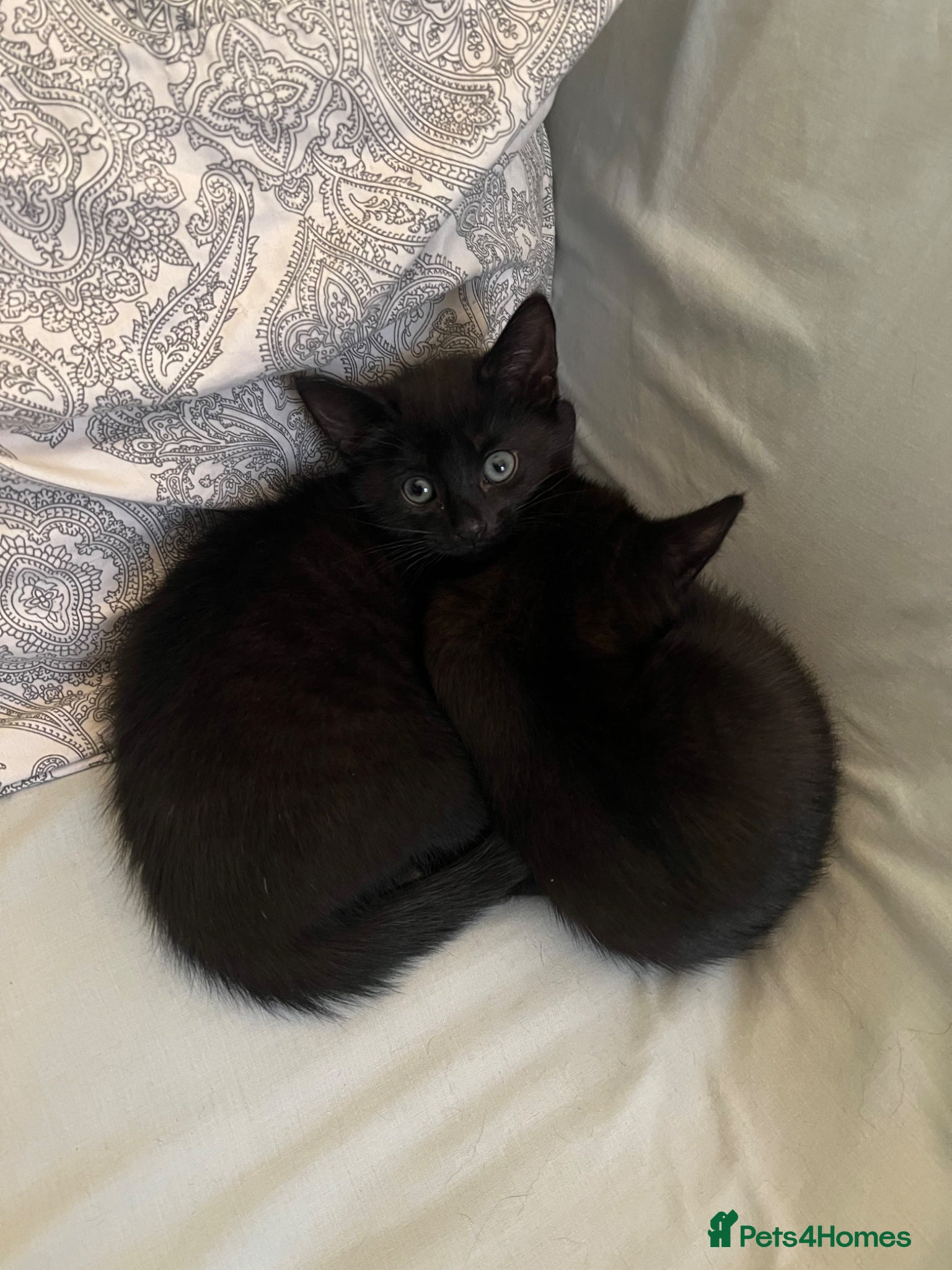 Mixed Breed cats Playful Black Kittens - Advert 3