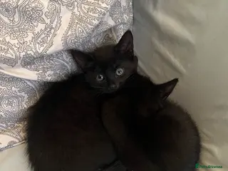 Mixed Breed cats Playful Black Kittens - Advert 2