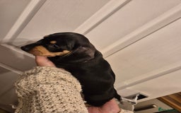 Miniature Dachshund dogs for sale: miniature daschund from £1200 - £1000 - Image 18