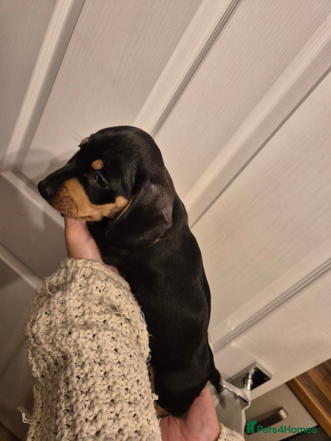 Miniature Dachshund dogs for sale: miniature daschund from £1200 - £1000 - Image 18