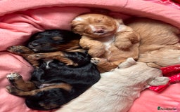 Cockapoo dogs for sale: Stunning Cockapoo Puppies Health Tested  - Advert 4