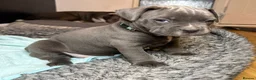 American Bull Staffy dogs for sale: American Bull Staff puppies looking for new homes! in Southampton - Advert 30