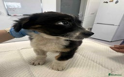 Mixed Breed dogs for adoption: 💮Cauliflower💮 for adoption, coming into GLOUS - Image 5