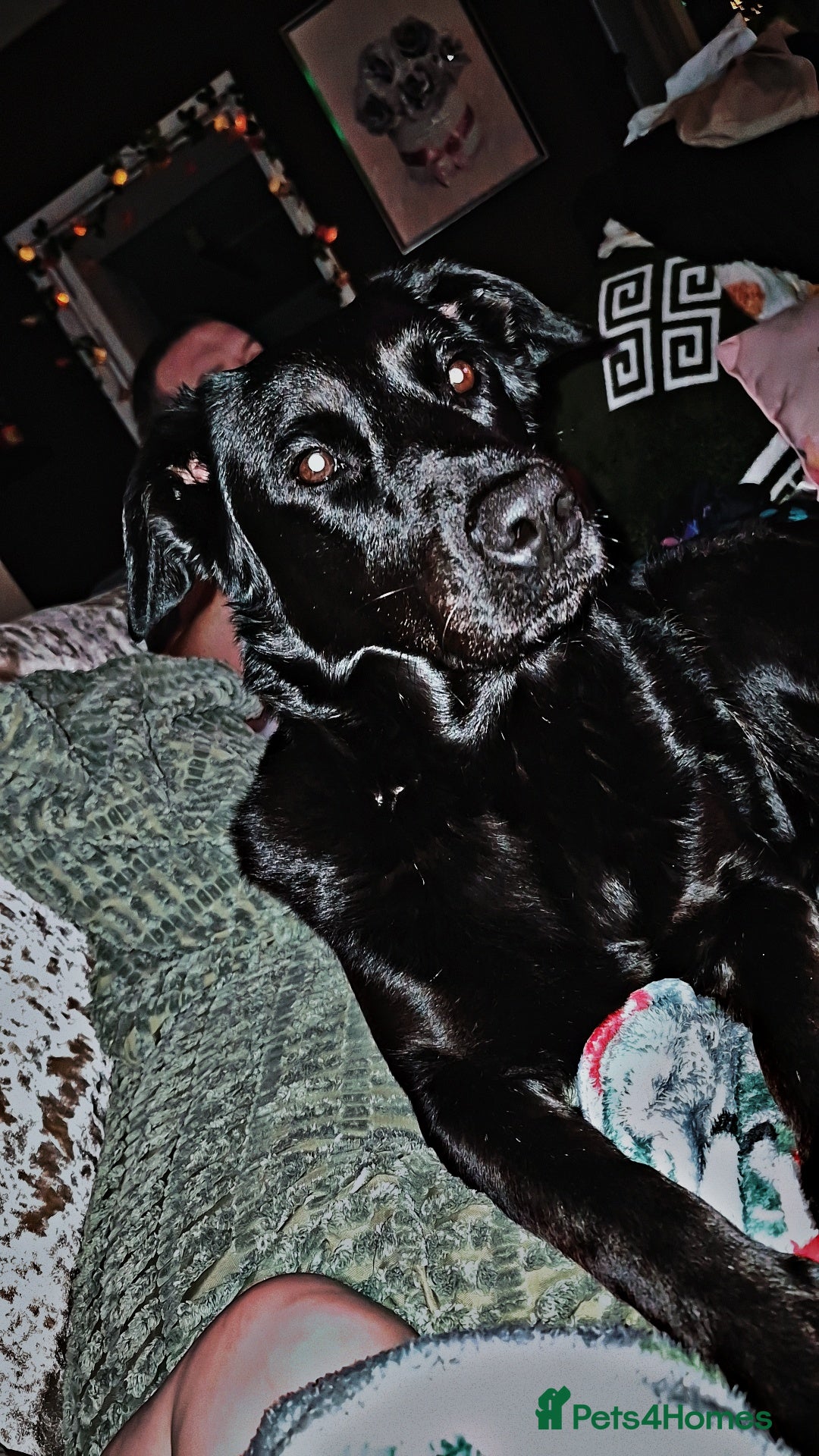 Mixed Breed dogs for sale: LABRADOR - Advert 3