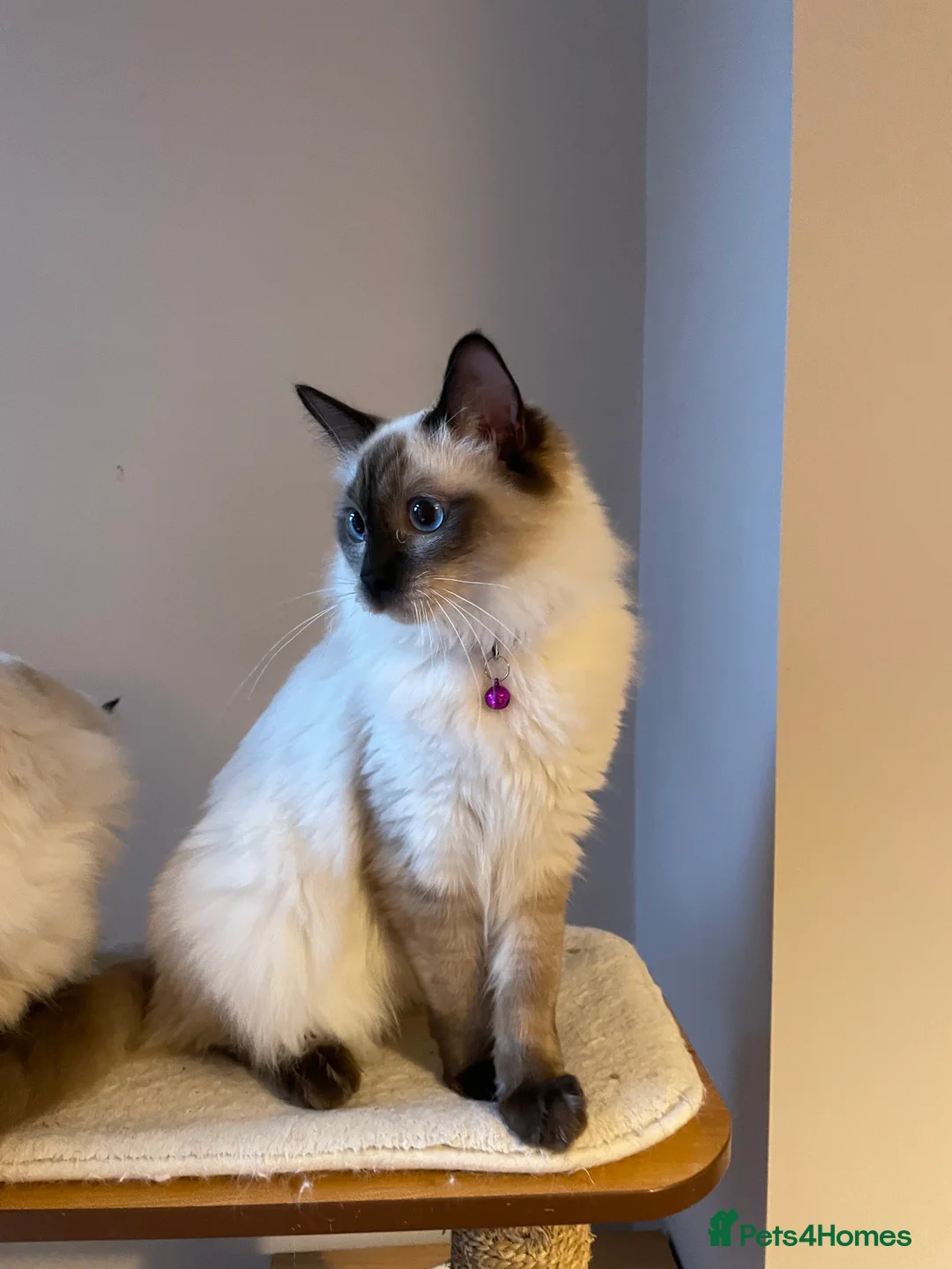 Ragdoll cats for sale: Beautiful Ragdoll boys - Advert 5