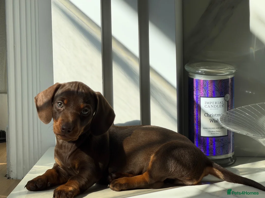 Dachshund dogs for sale: Dachshund puppy for sale - Advert 2