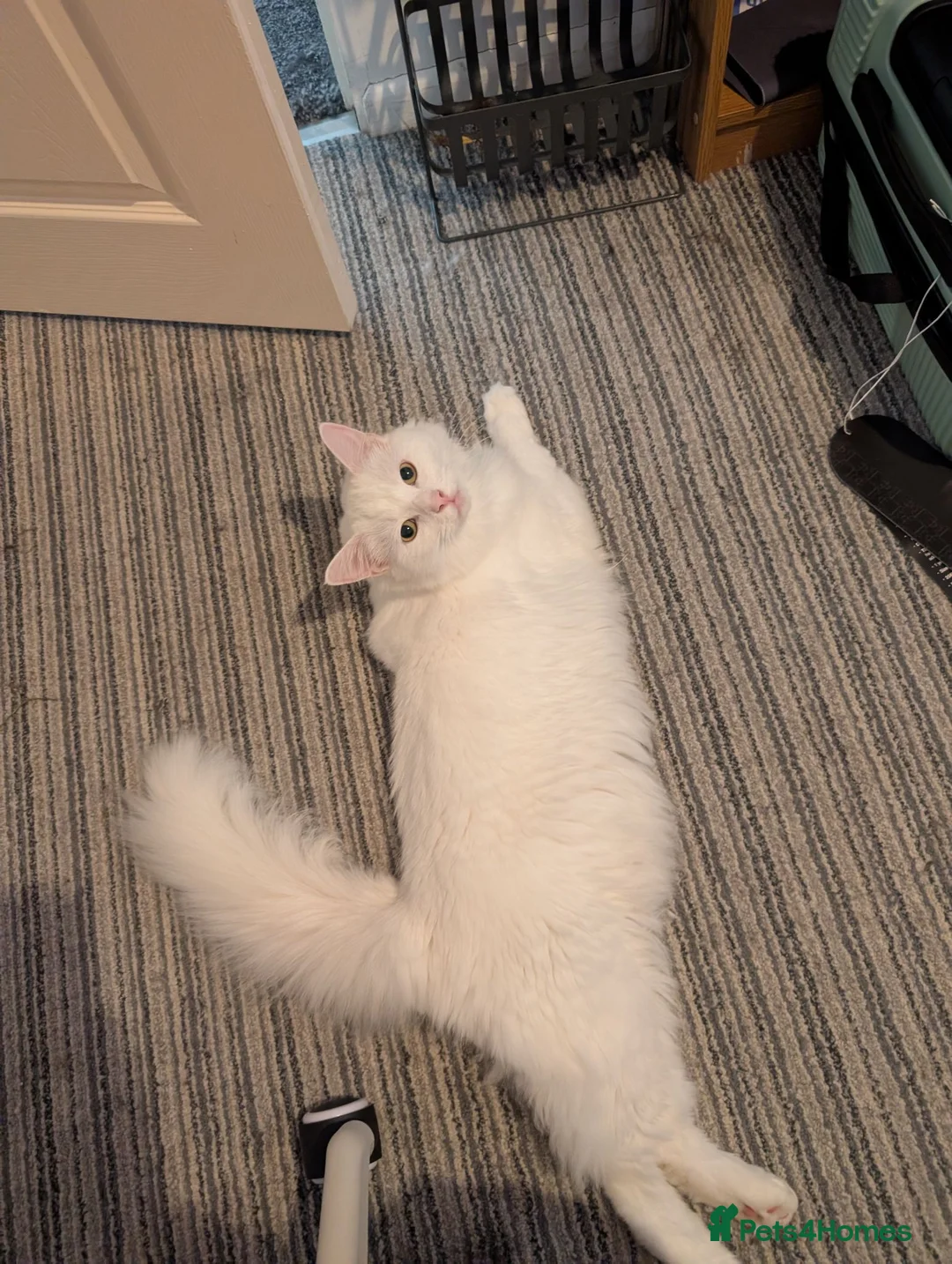 Mixed Breed cats for sale: 1.5 year old Male neutered cat for rehoming  - Advert 4