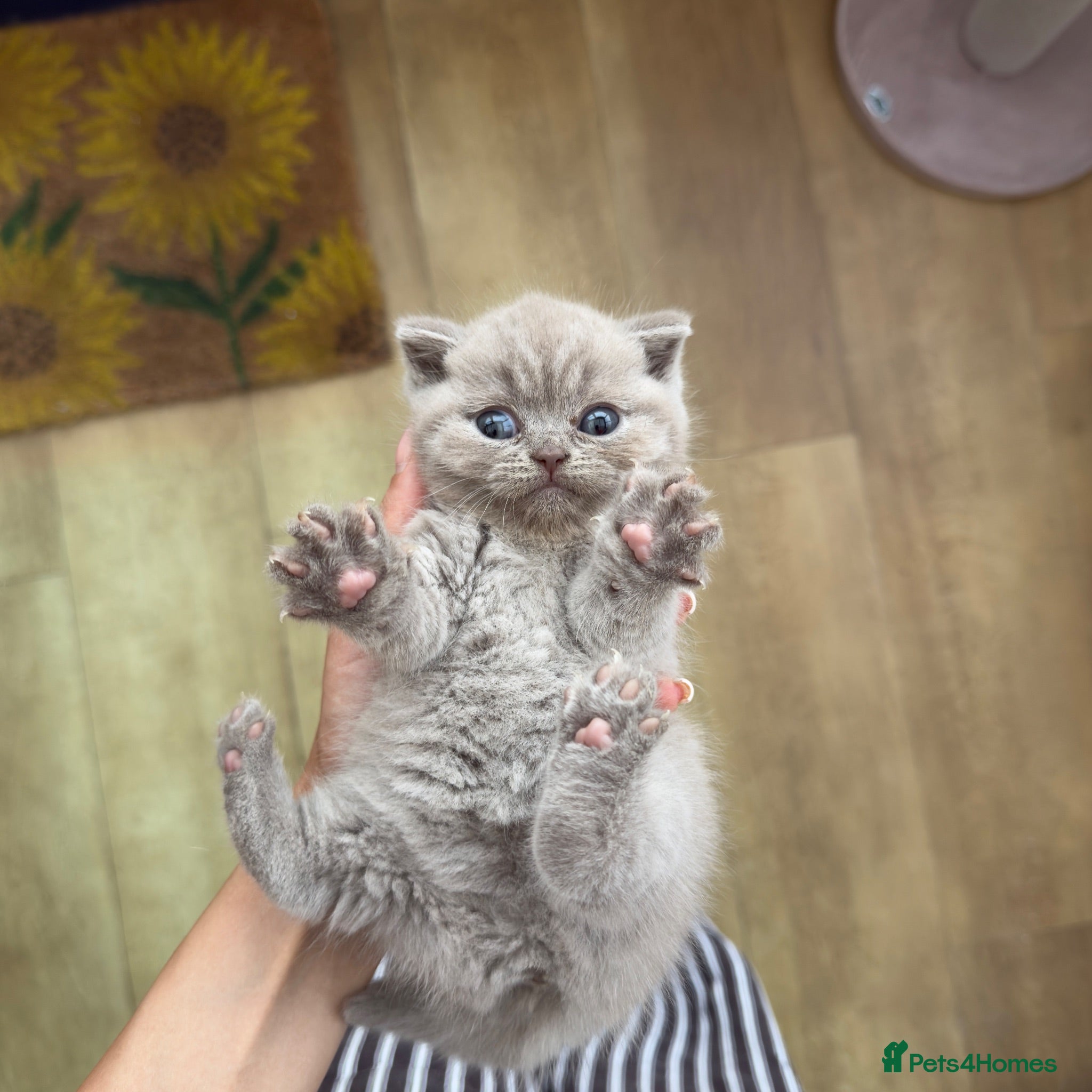 British Shorthair cats Stunning BSH kittens  - Advert 17
