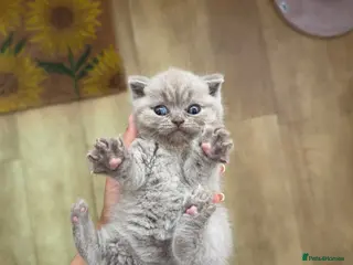British Shorthair cats Stunning BSH kittens - Advert 17