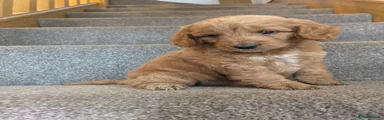 Cockapoo 2