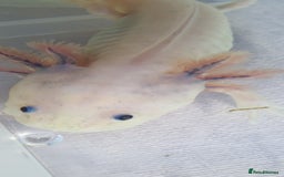 Axolotl reptiles for sale: Axolotls - Image 14